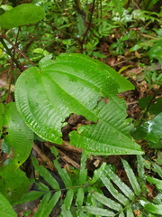 Miconia purpureoviolacea