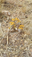 Eriophyllum pringlei