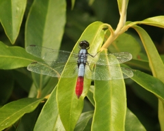 Planiplax