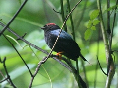 Chiroxiphia lanceolata