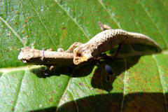 Brookesia tuberculata