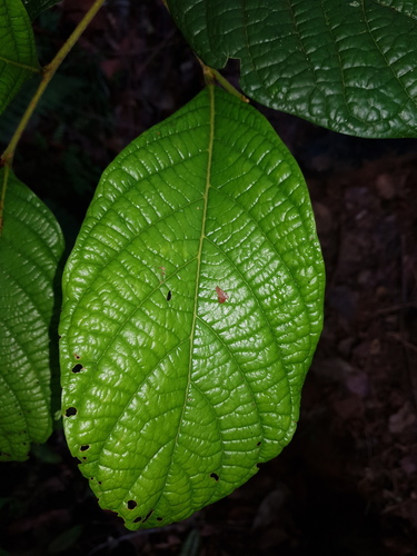 Licania costaricensis image