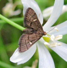 Dolicharthria stigmosalis