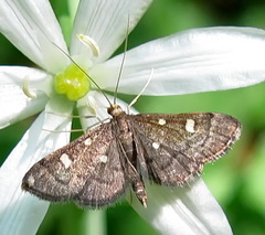Dolicharthria stigmosalis