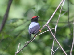 Chiroxiphia lanceolata