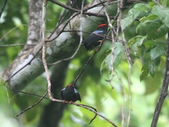 Chiroxiphia lanceolata