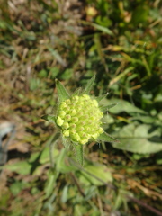 Knautia involucrata