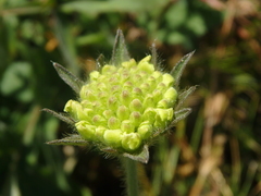 Knautia involucrata