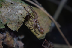 Tomopisthes horrendus