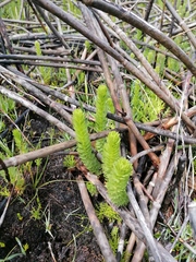 Ursinia caledonica