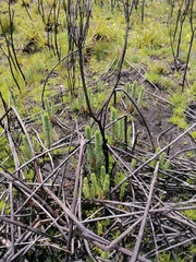Ursinia caledonica