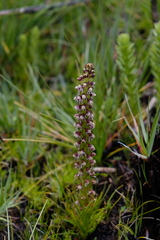 Disa obtusa