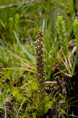 Disa obtusa