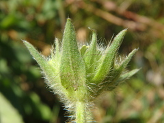 Knautia involucrata