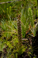 Disa obtusa