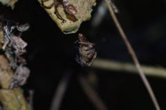 Tomopisthes horrendus
