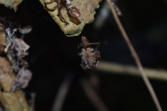 Tomopisthes horrendus