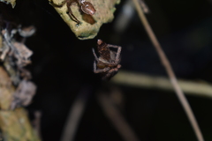 Tomopisthes horrendus