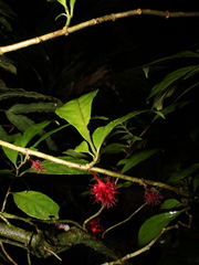 Drymonia multiflora