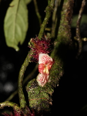 Drymonia multiflora