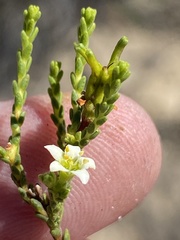 Diosma prama