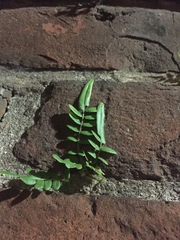 Pteris vittata