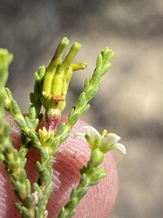 Diosma prama