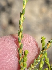 Diosma prama