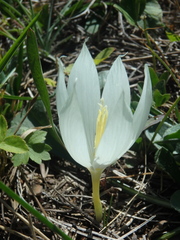 Crocus vallicola