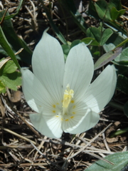 Crocus vallicola
