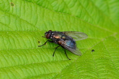 Eudasyphora
