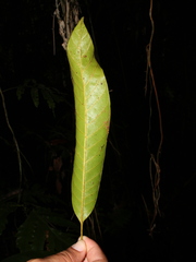 Chrysophyllum colombianum