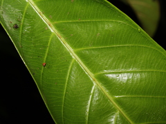 Chrysophyllum colombianum