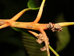 Chrysophyllum colombianum