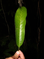 Chrysophyllum colombianum