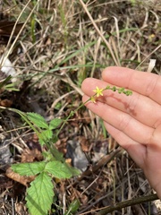 Agrimonia microcarpa