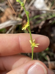 Agrimonia microcarpa