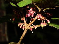 Miconia reitziana