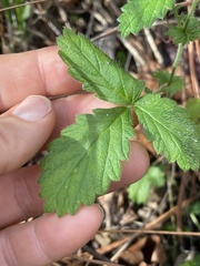 Agrimonia microcarpa