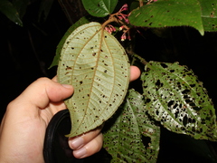 Miconia reitziana