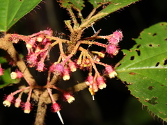 Miconia reitziana