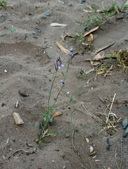 Linaria bipartita