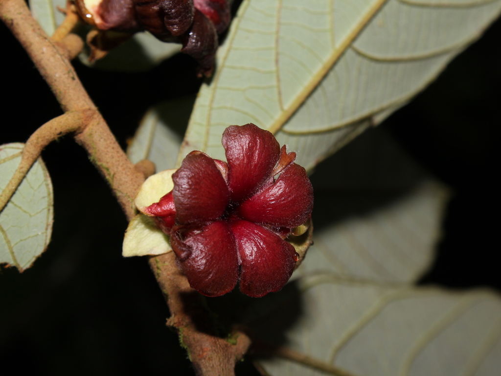 Theobroma mammosum