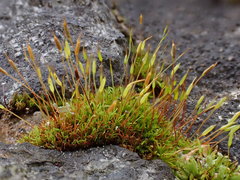Bryoerythrophyllum recurvirostrum