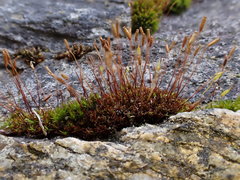 Bryoerythrophyllum recurvirostrum