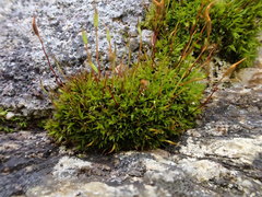 Bryoerythrophyllum recurvirostrum