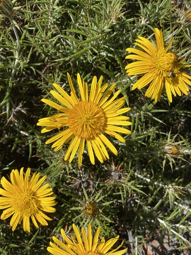 Needle Capethistle (Berkheya angustifolia)