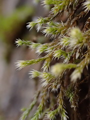 Hedwigia emodica