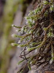 Hedwigia emodica