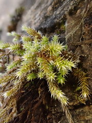Hedwigia emodica